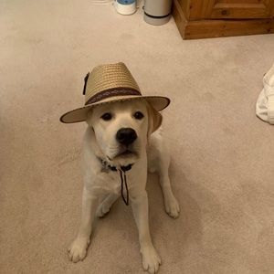 Meet your Posher, Joy